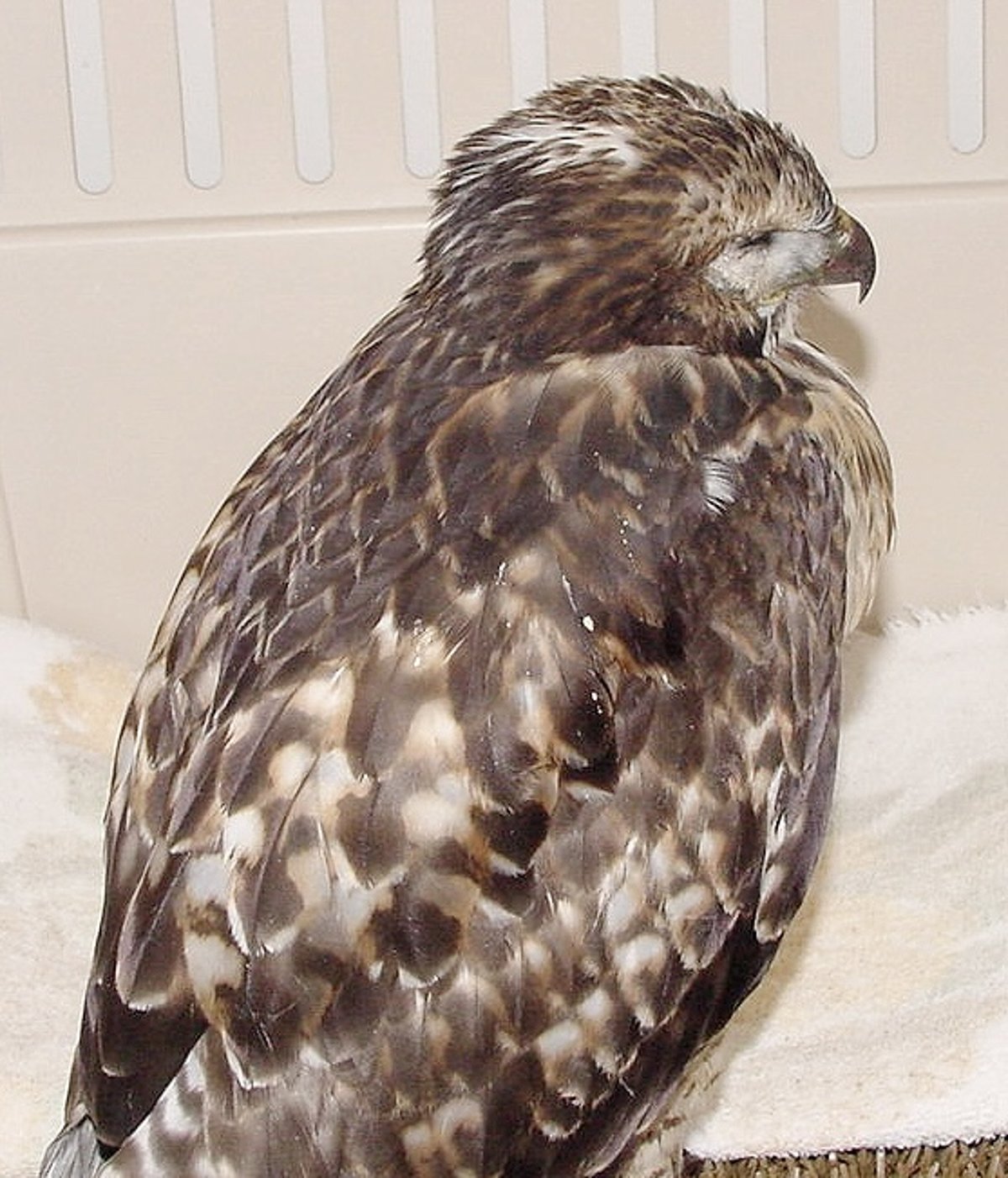 West Nile virus infection, red-tailed hawk