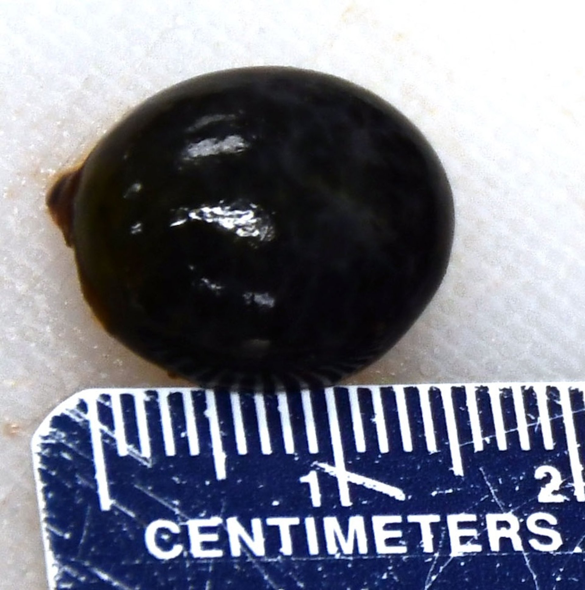 Infección por el virus del Nilo Occidental, esplenomegalia, halcón de cola roja