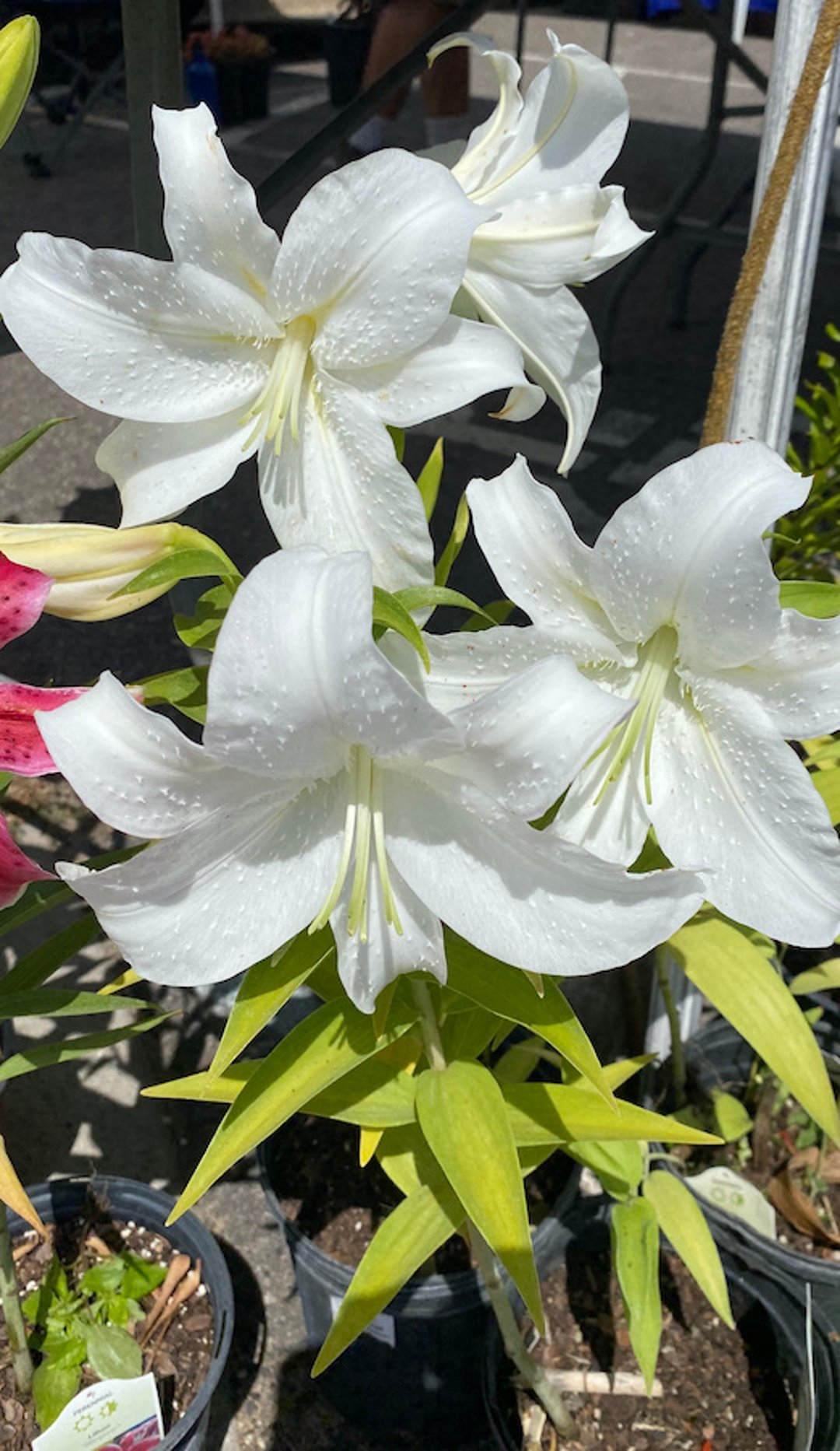 White lilies (<i >Lilium</i> spp)