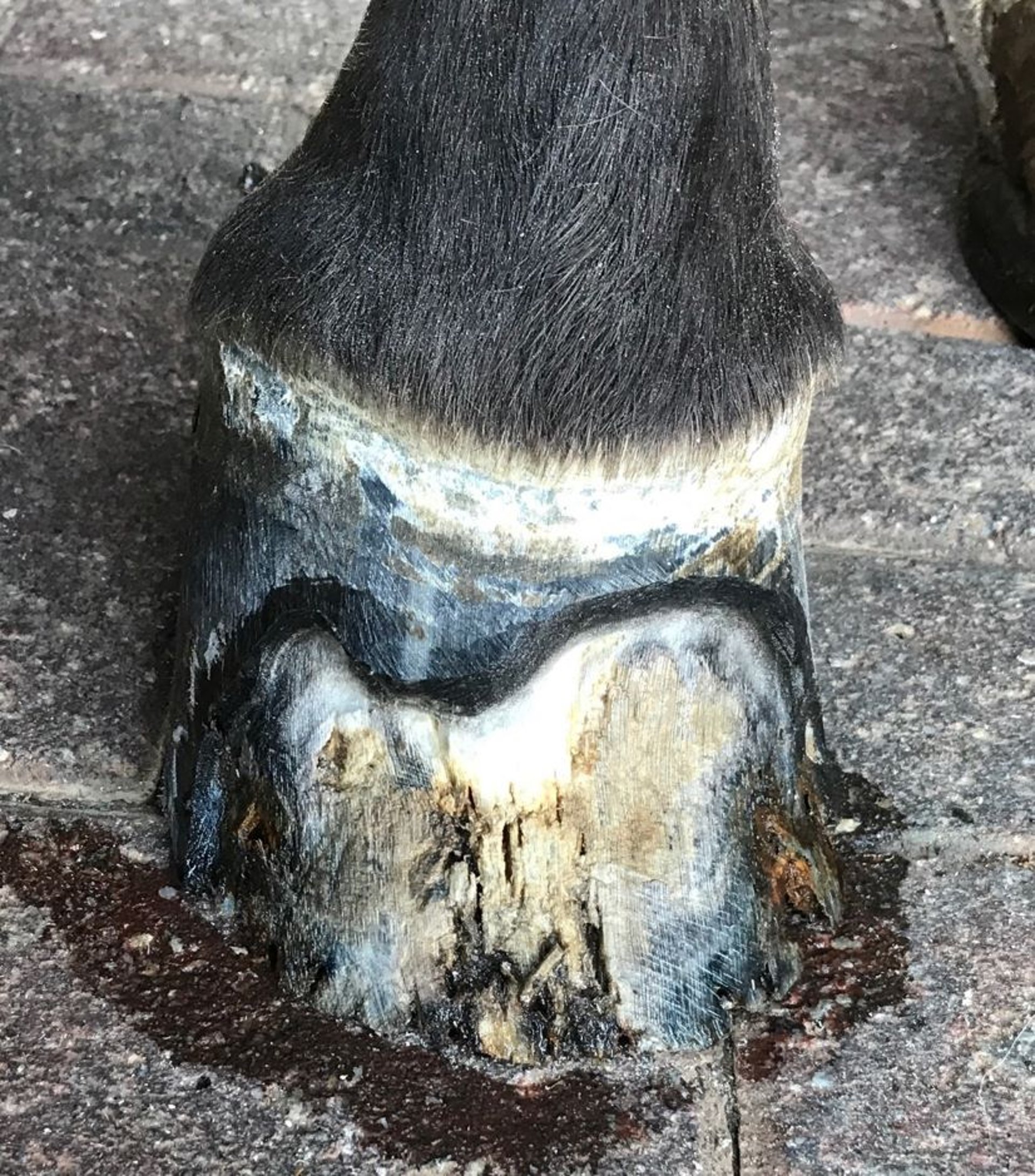 White line disease, resection, horse