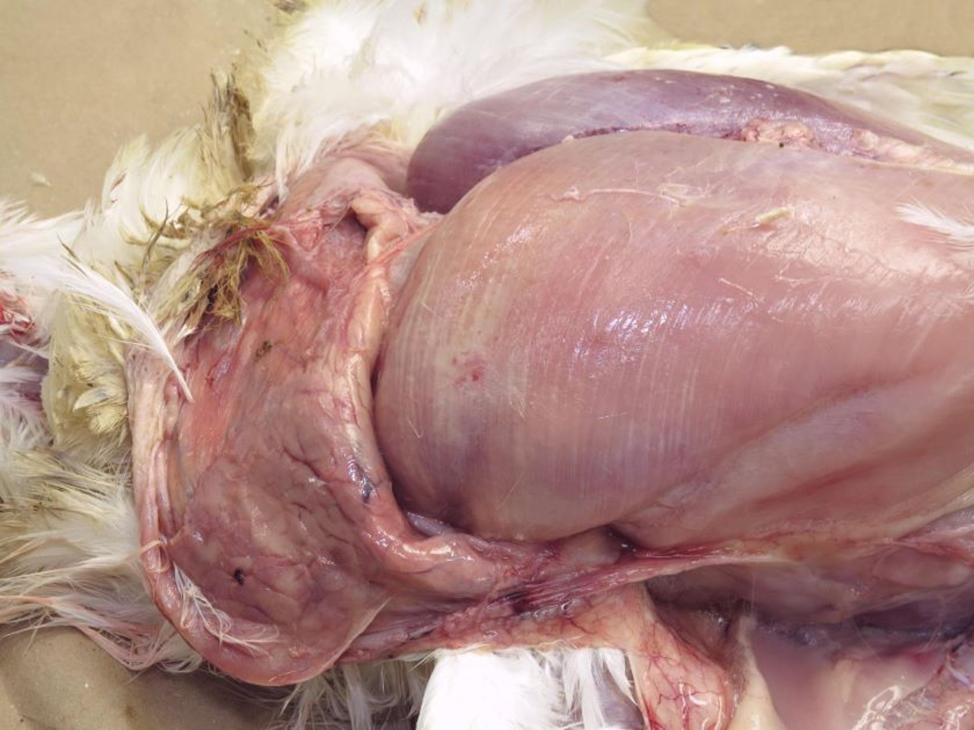Miopatía de pechuga de madera, pollos de engorde