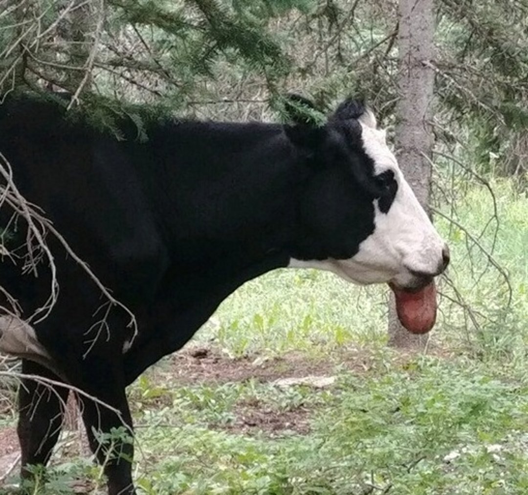 Lengua de madera, vaca