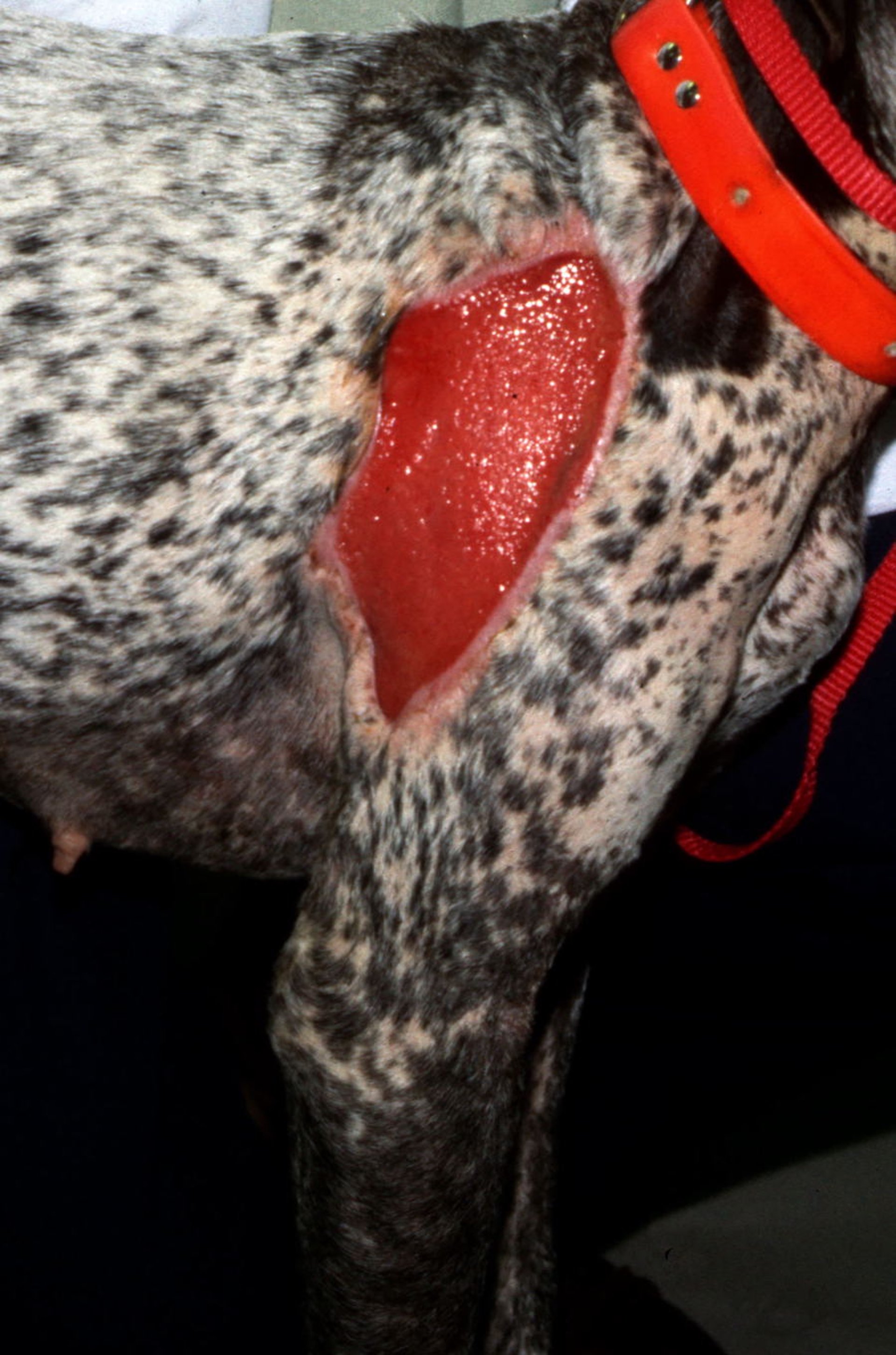 Contractura de herida, perro