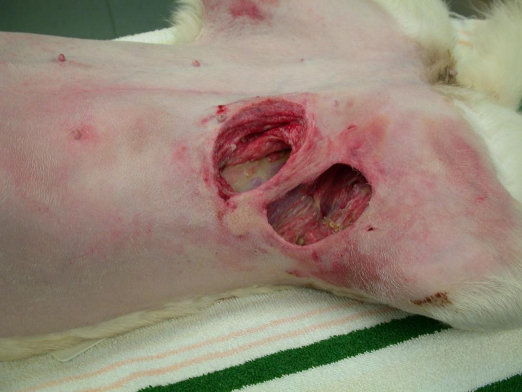 Wound for superficial epigastric flap, preoperative, dog