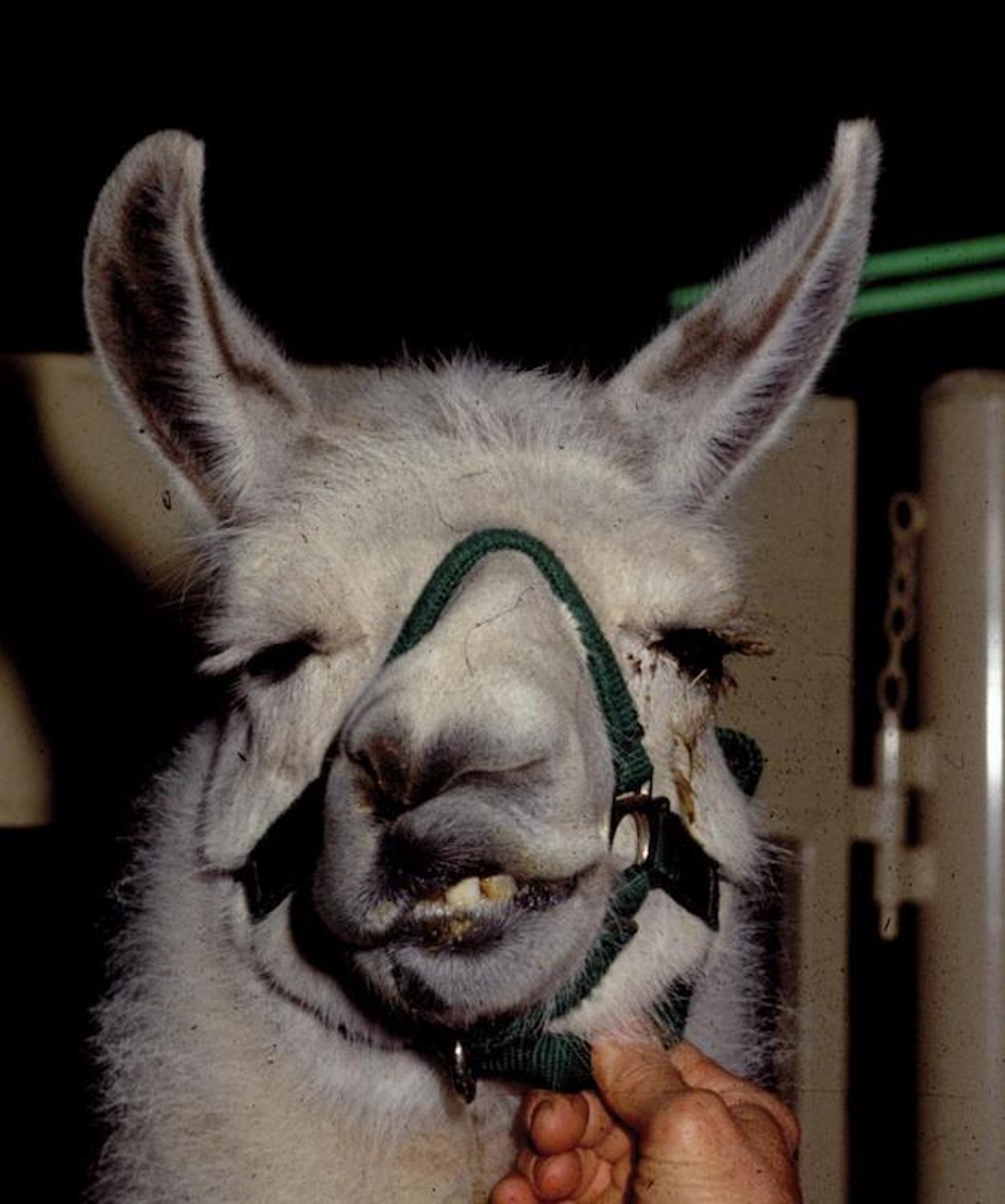 Cara torcida, llama