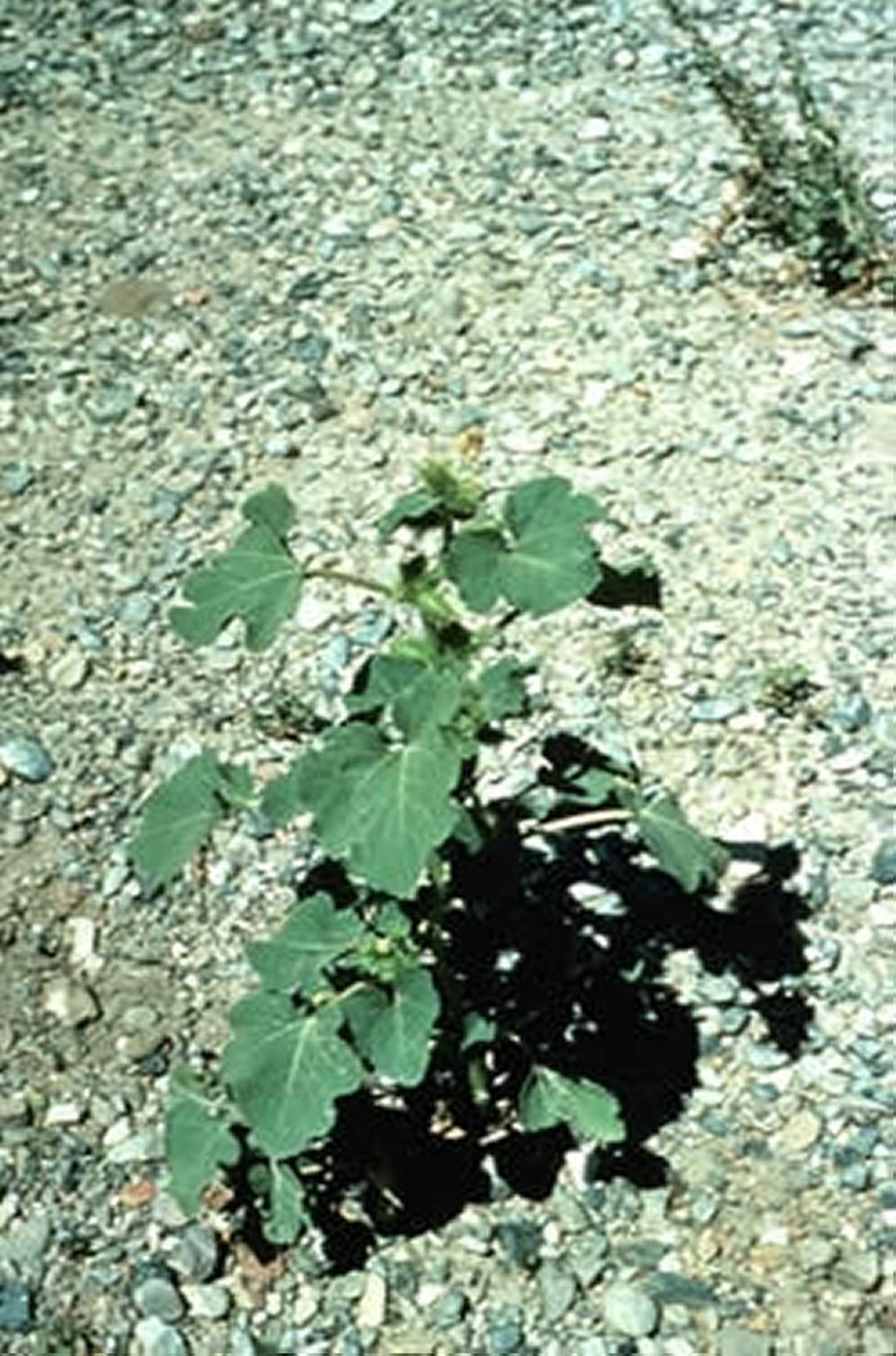 <i >Xanthium strumarium</i> (Cocklebur)