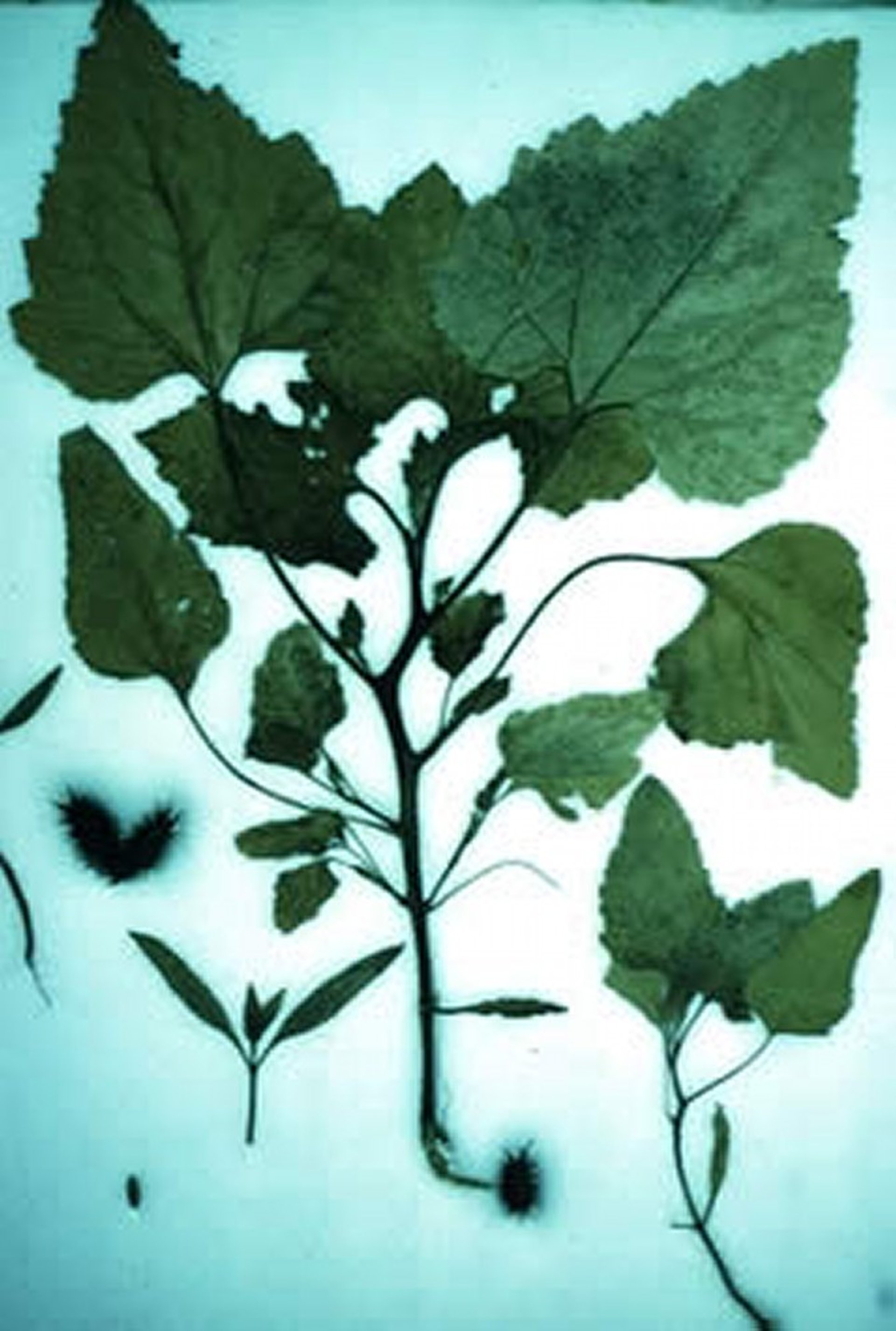 <i >Xanthium strumarium</i> (Cocklebur), dried specimen