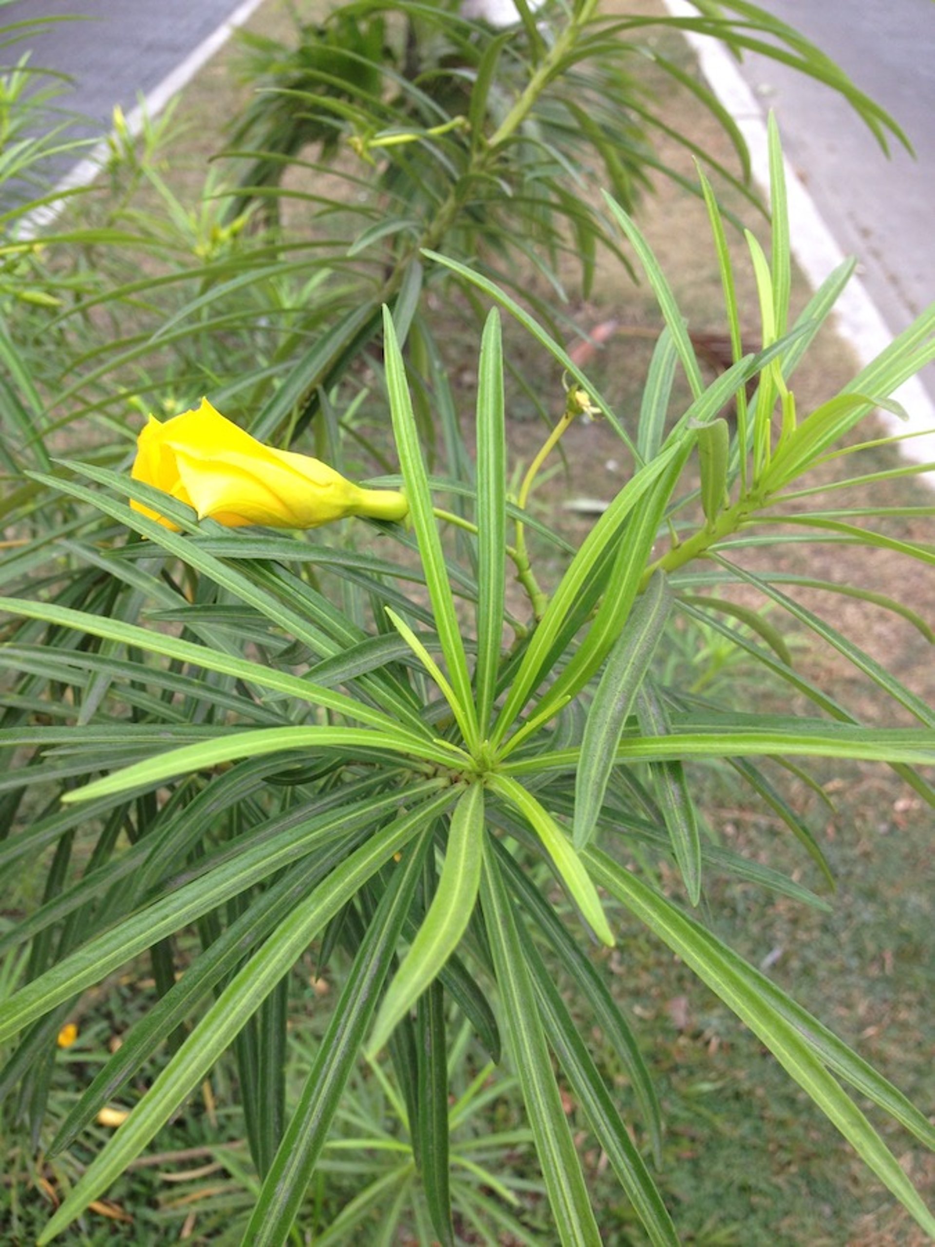 Yellow oleander (<i >Thevetia peruviana</i>)