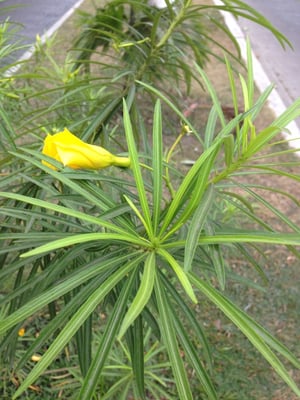 Yellow oleander (Thevetia peruviana)