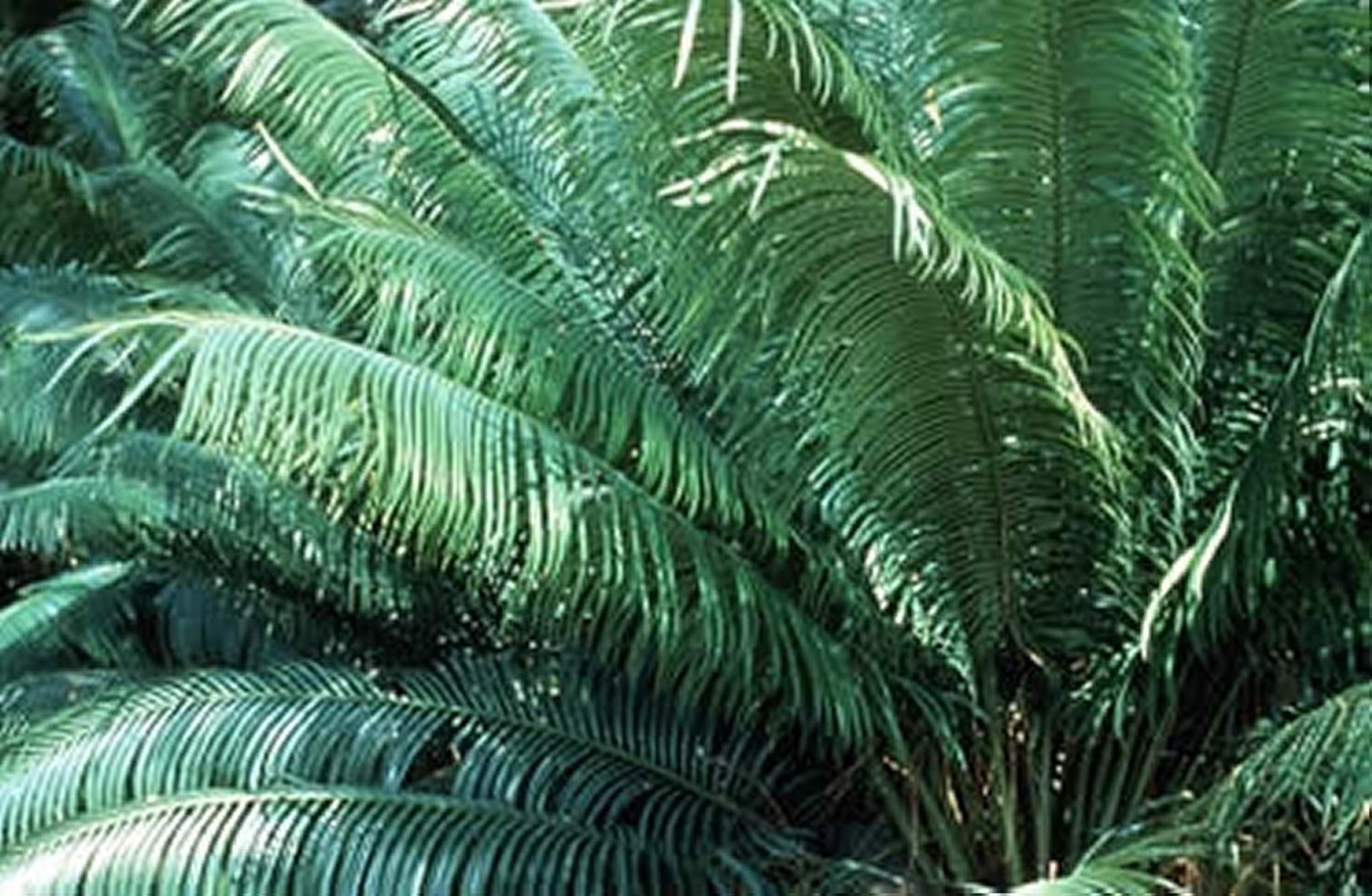 Zamia spp (Cycad)
