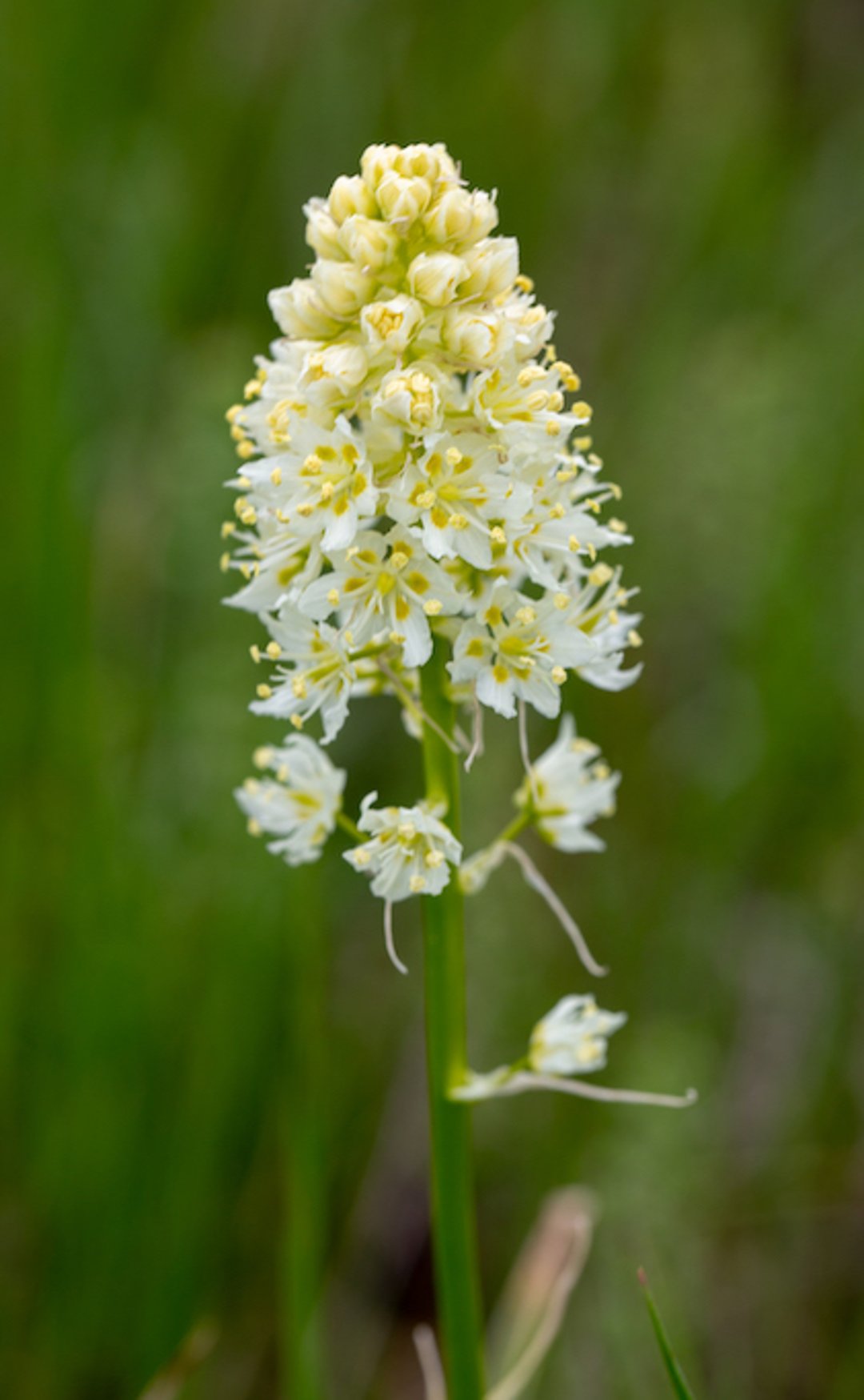 <i >Zigadenus venosa</i> (camas de la muerte)