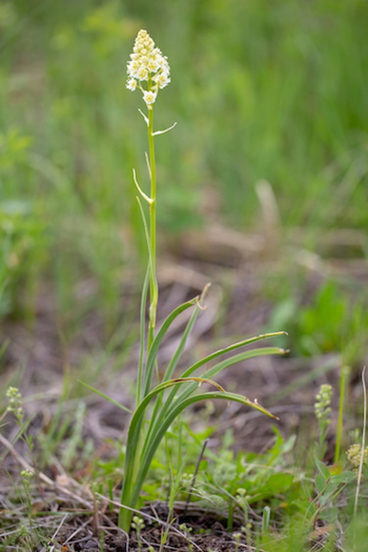 <i >Zigadenus venosa</i> (Meadow Death Camas, Grassy Death Camas, Death Camas)