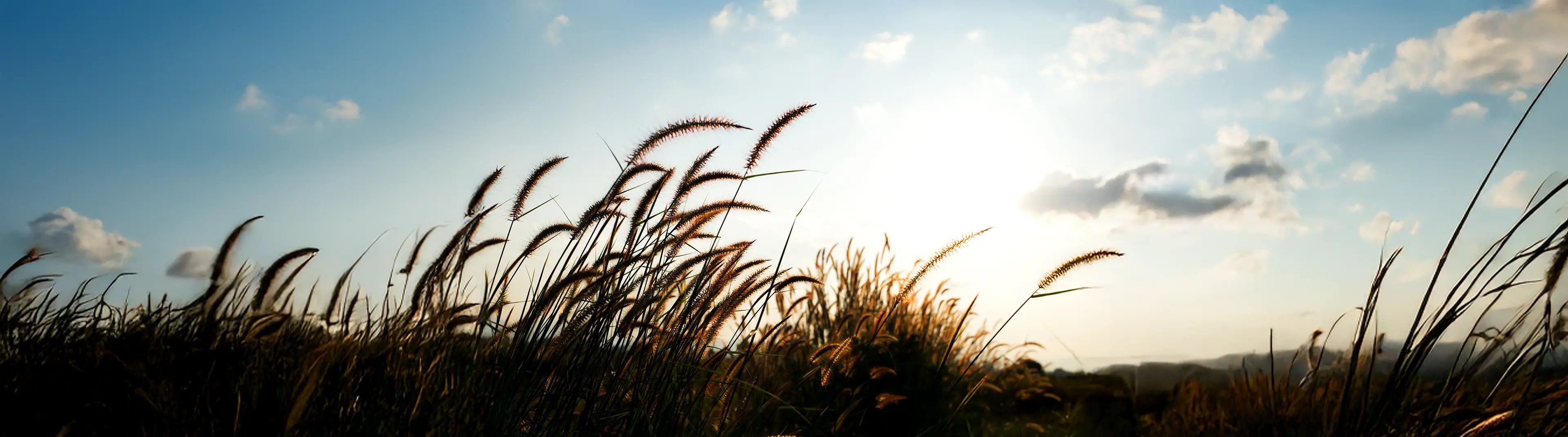 Branding Field