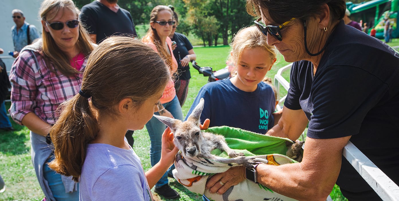Young kangaroo rescued at Blenheim-Gilboa-Visitors-Center