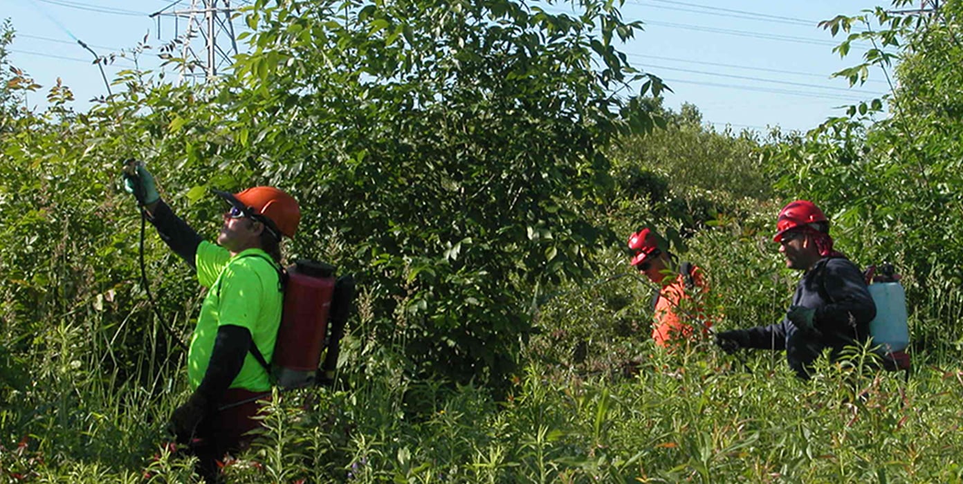 Three workers spreading pesticides on plants