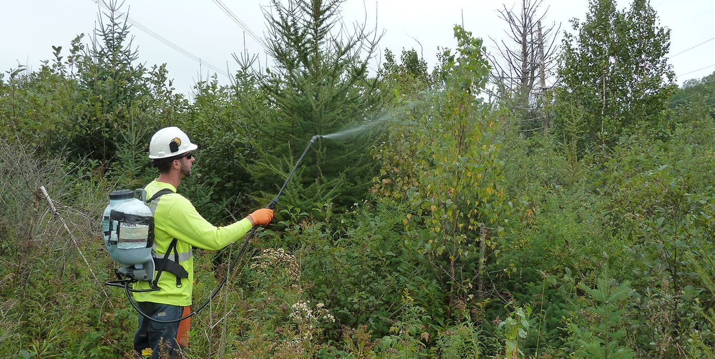 Pesticides shower on Plants for better vegetation 