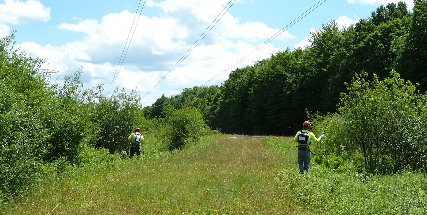 Loosestrife grows under NYPA transmission lines