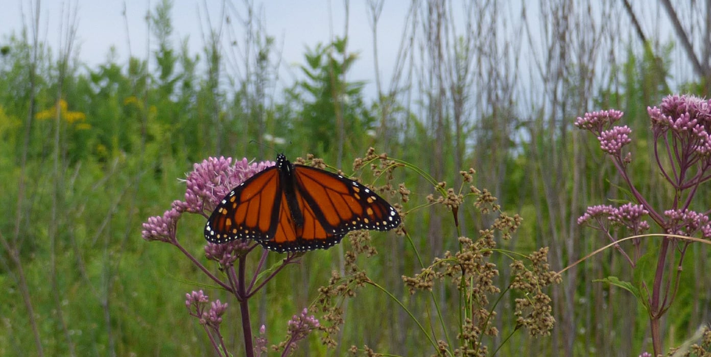 Butterfly sitting on the plant