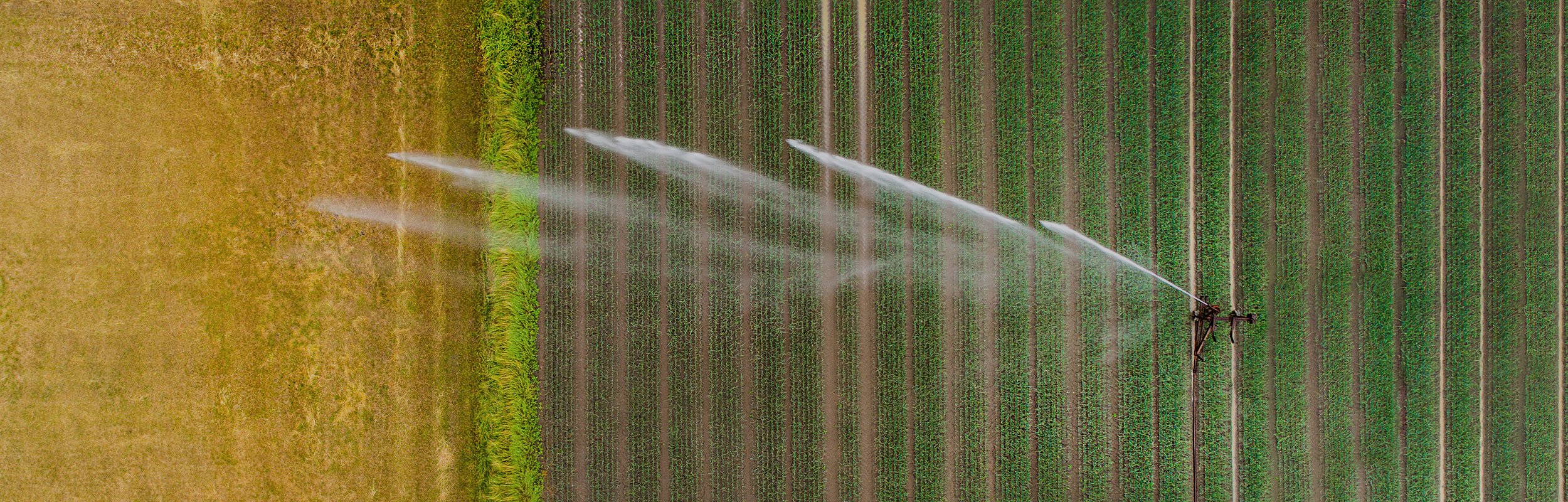 DOL Starters_hero banner