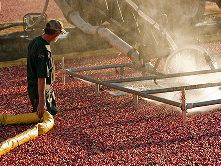 A farmer harvesting cranberries.
