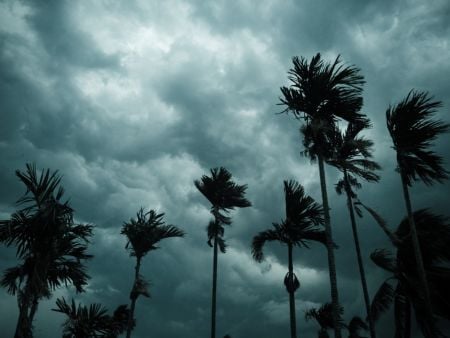 Dark, stormy sky with palm trees blowing