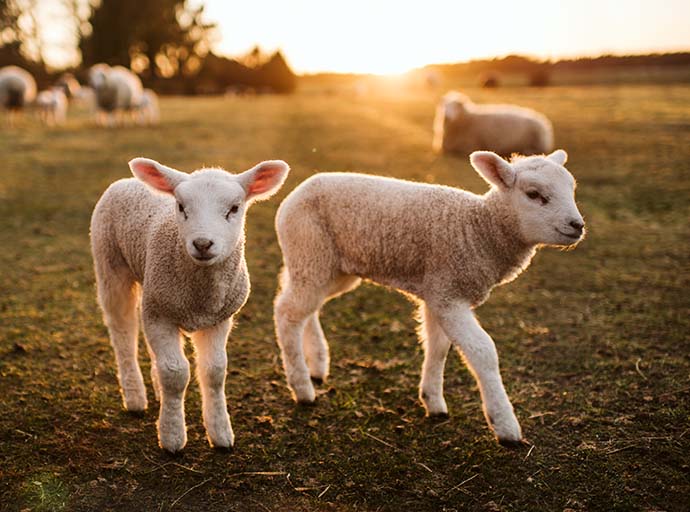 Farm and Agribusiness Insurance Westfield