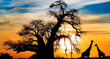 South Africa Skyline