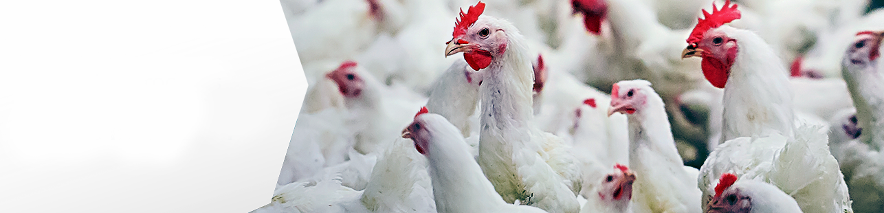 Animal Health