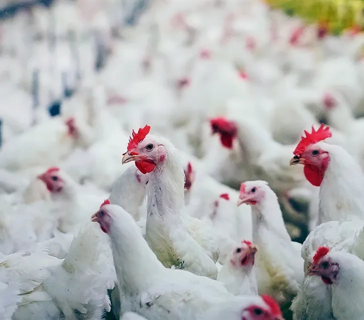 Animal Health 