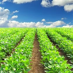 Row of lettuce crops