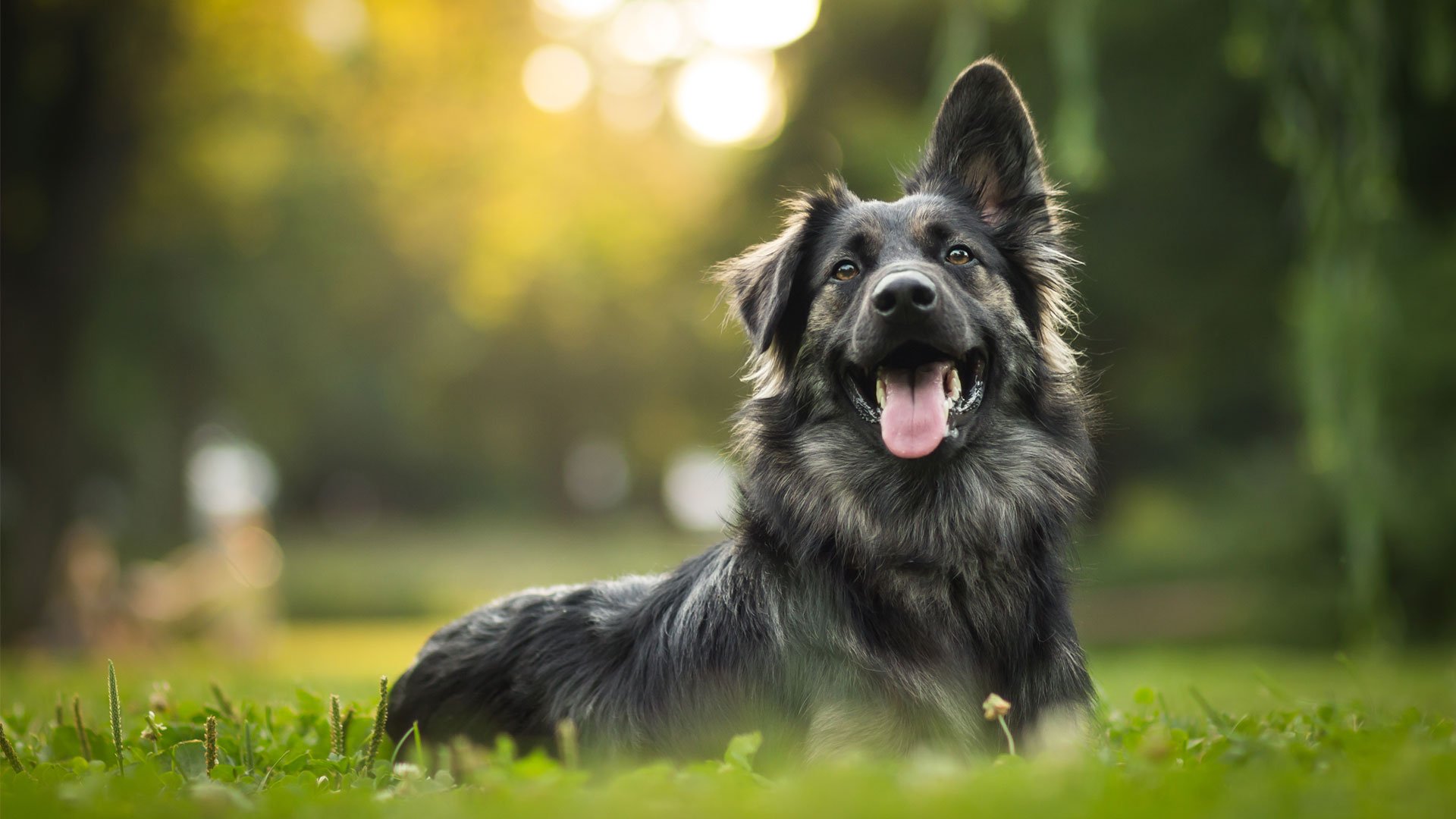 Purina dog