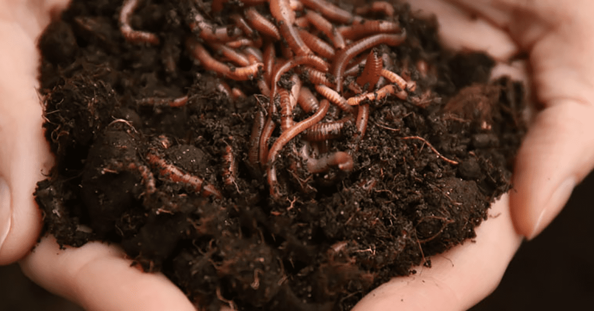 worms and water fleas treat wastewater