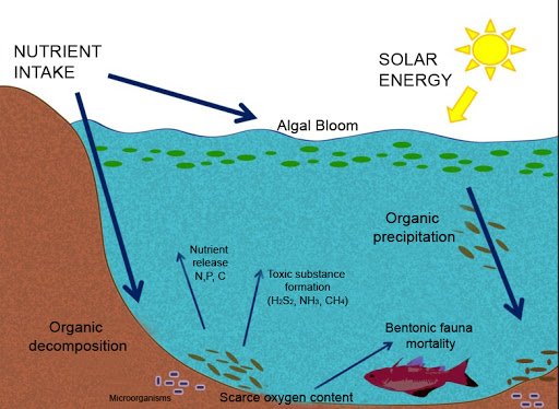 Eutrophication