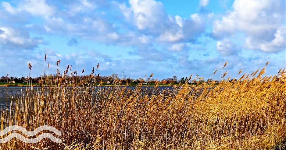 Reeds beds offer sustainable sludge treatment