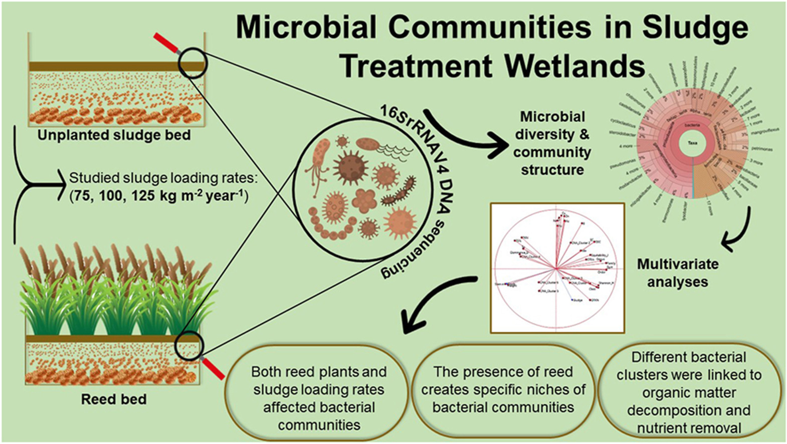 Sludge reed beds [credit Soil Health journal]