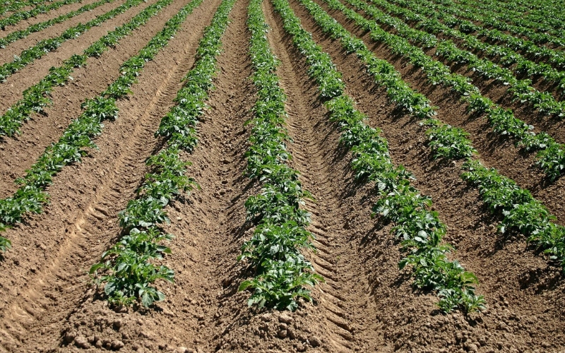 A field of crops
