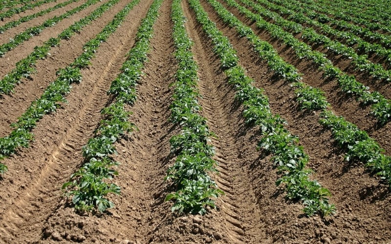 A field of crops