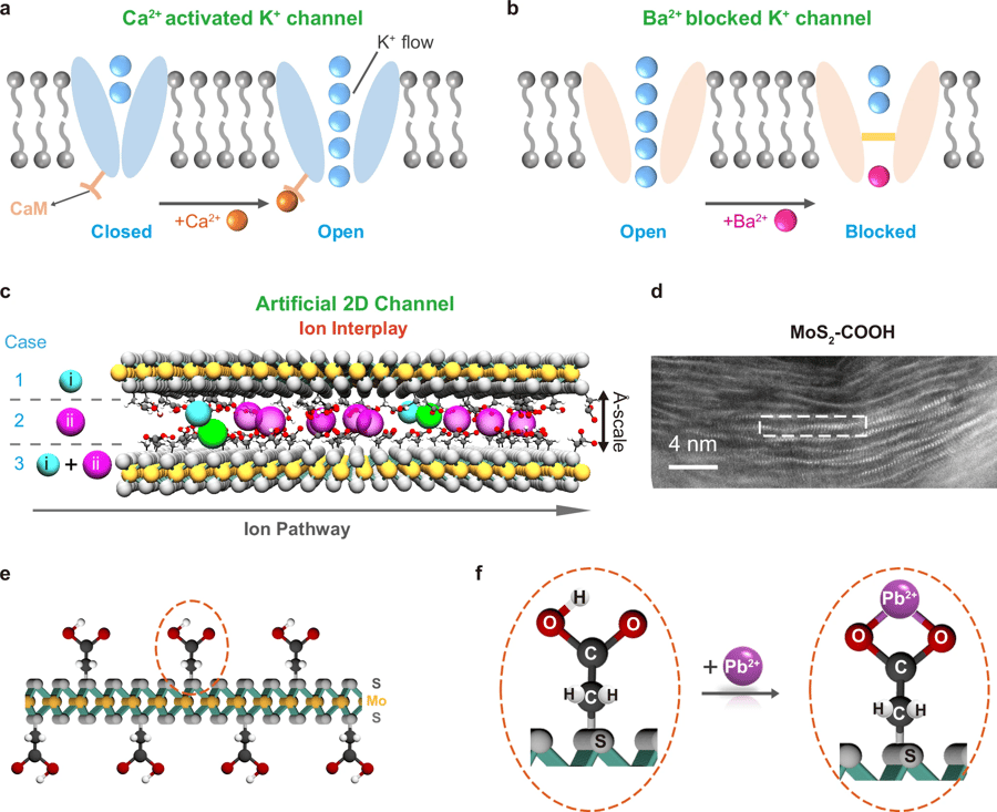 CREDIT https://creativecommons.org/licenses/by-nc-nd/4.0/. Authors: Wang, M., Xiong, Q., Yue, X. et al
