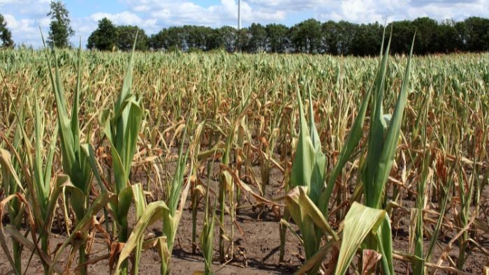 AQD--drought-700x394px