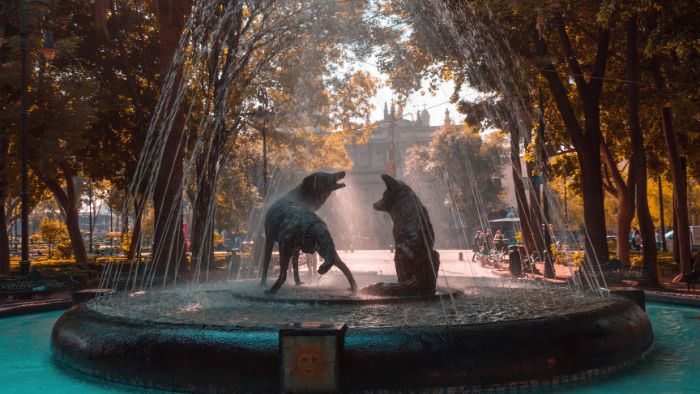 AQD-coyoacan-mexico-city-mexico-20-april-2019-drinking-coyotes-700x394px