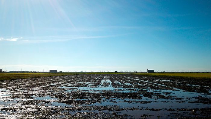 AQD-agriculture-paddy-field-700x394px