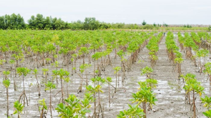 AQD-mangrove-seedlings-700x394px