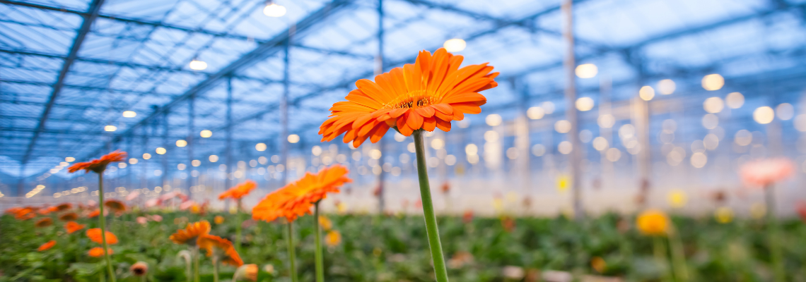 Our experts share their vision on the importance of sustainability in the ornemental industry