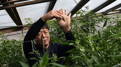 Japan horticulture
