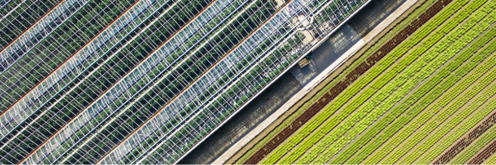 Climate screens in greenhouses increase your yields and cut your costs