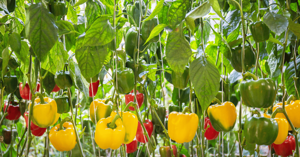 ‘From food producer  to health partner’