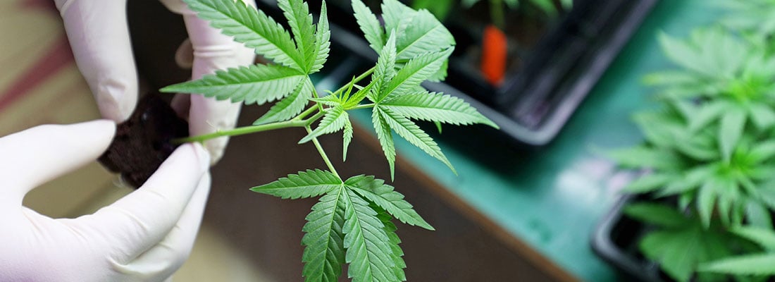 dutch-government-pro-test-expanded-legal-growth-marijuana