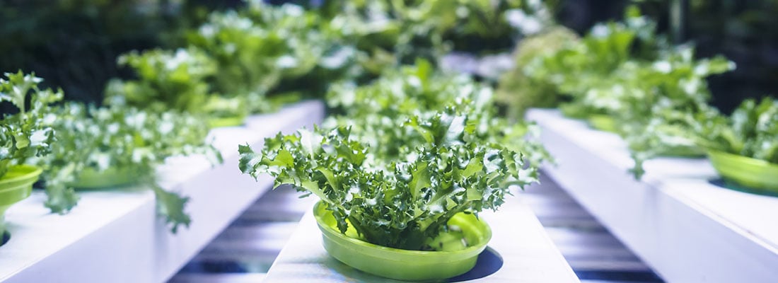 vegetable-flats-the-future-of-vertical-farming