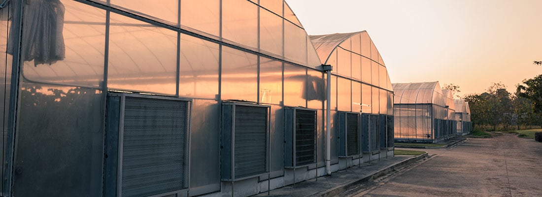 Greenhouses get a new look and the plants love it!