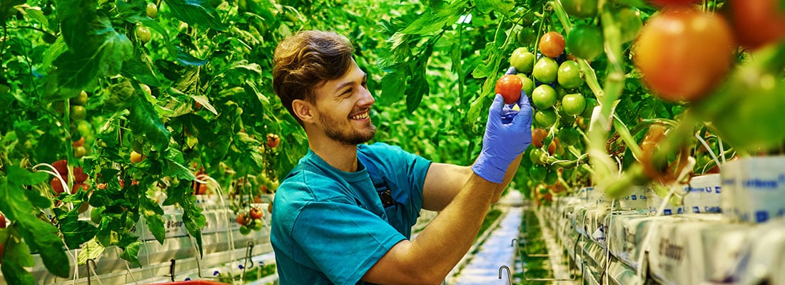 plantalyser-works-as-automatic-counting-system-for-tomatoes-in-greenhouses